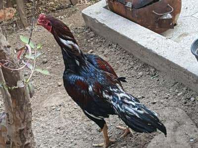 aseel murga full active