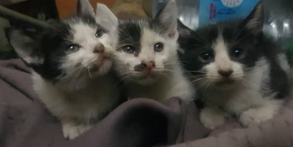 tuxedo kittens