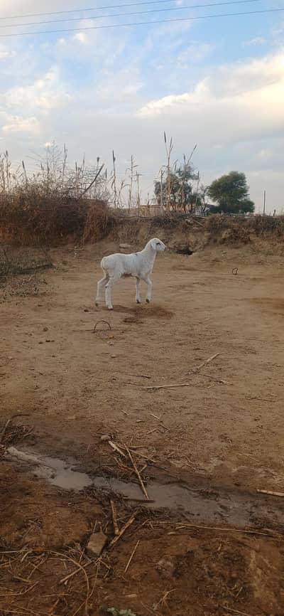 Fateh Jangi Dumba | White Dumba | Dumba For Sale
