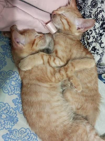 playful orange kitten pair