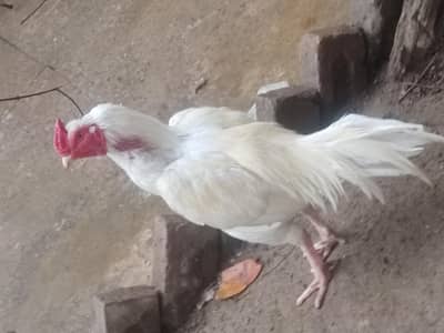 aseel  heera  for sel