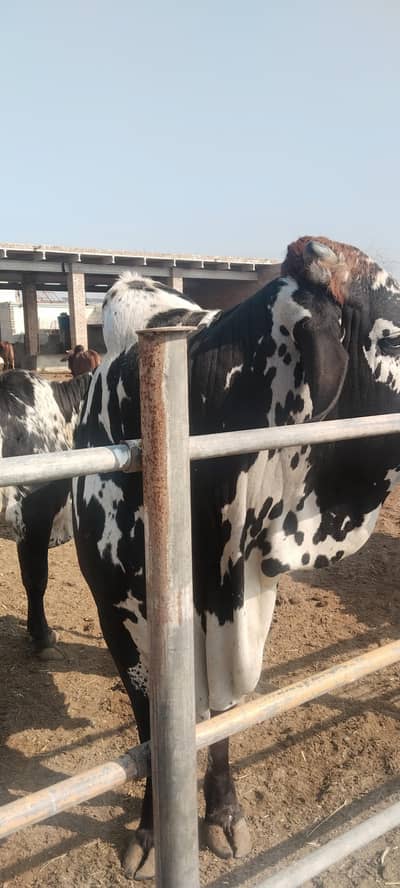 Bulls for sale Qurbaani 2026 KY liey