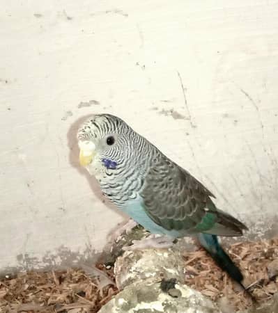 black wings black face budgie female