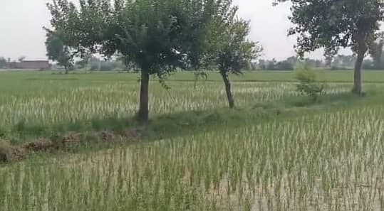 125 acre agricultural Land available for Sale