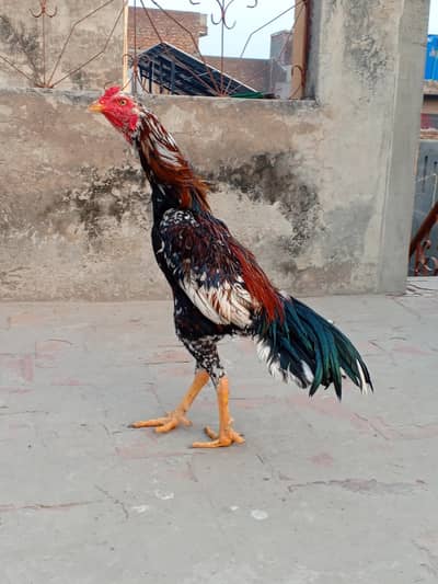 Aseel murga shamo touch