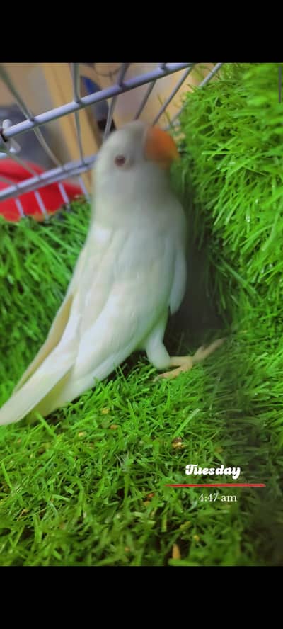 Lovebird Pathy Albino red