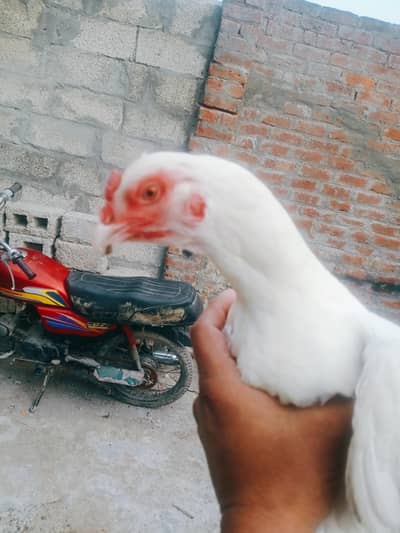 for sale 03164350590