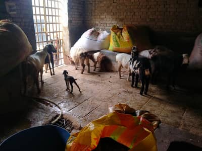 ghban bakriya or bache vali