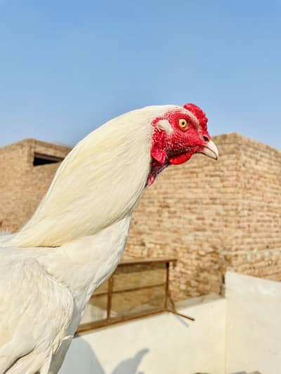White blood line heera aseel male for sale