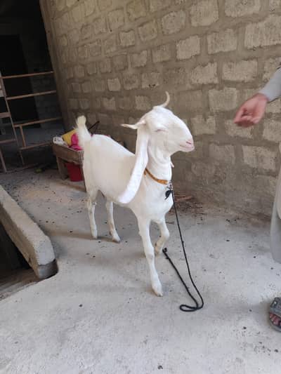 1 gulabi bkri or 1 pateri bkri