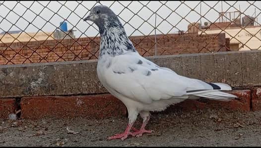 Original Sialkoti Battera young pair.  Firozpuri pair. .