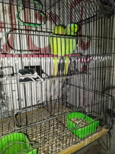 |green parrot pair| |full pair|