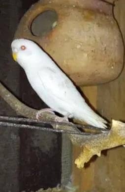 Australin  Baredar Reed eye Female