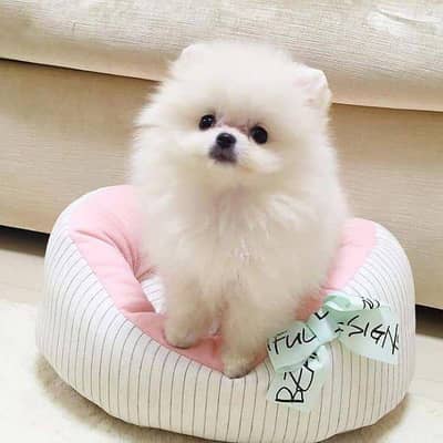 Pomeranian puppies 03111968618