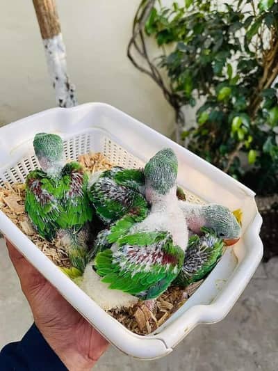 parrots for sale 03304183613