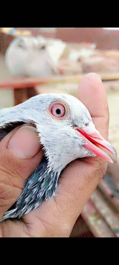 imam din golden  0319 4057916