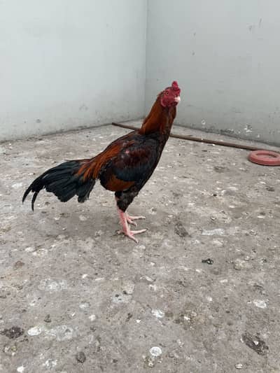 Aseel murga-mianwali