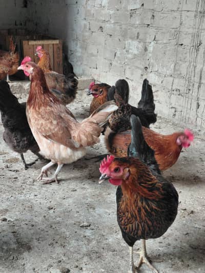 misri murgiyan 03044821221