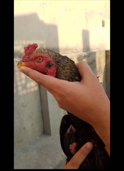 aseel patha for sale 03147322389