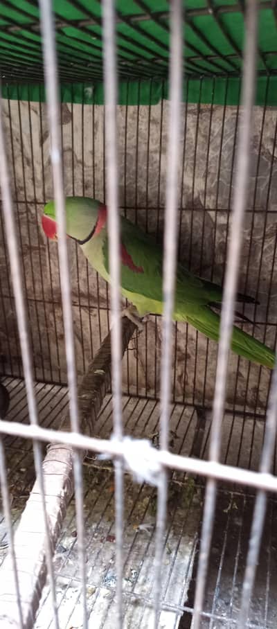 raw breeder male avlble