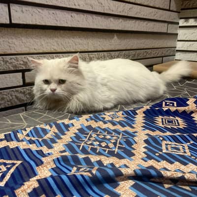 persion male cat available
