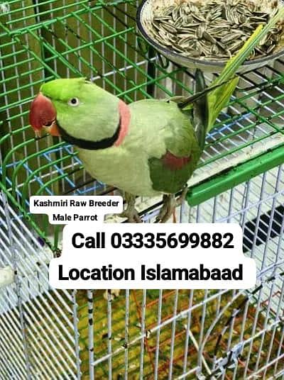 Kashmiri Raw Breeder Male Parrot Not Tame Only For Breeding Purpose