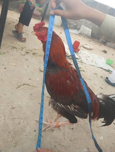 اصیل مرغا aseel margha for sale