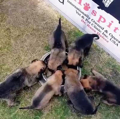 Belgian Malinois Puppies for Sale