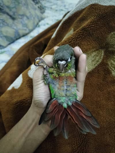 Yellow sided Conure Baby for tame