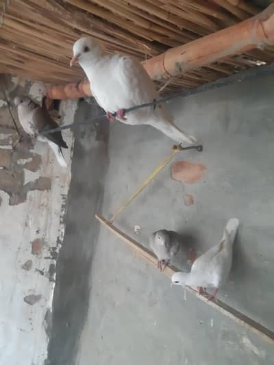 4 Doves with  2 eggs for sell