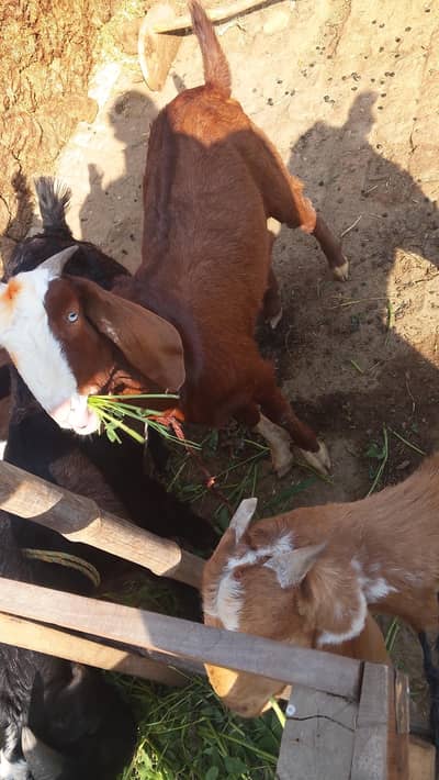 11month/khasi/qurbani k janwar