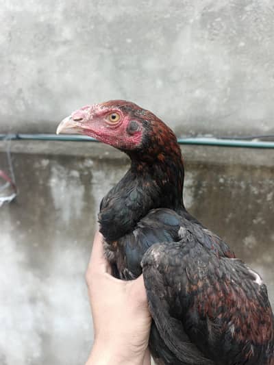 aseel long height patha