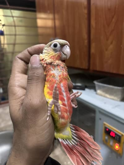 Pinapple Conure Tame bird and handfeed chicks