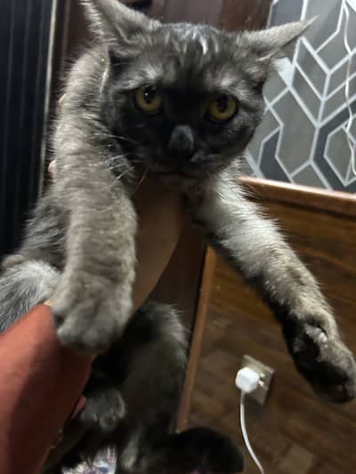 American cat for sale in Quetta