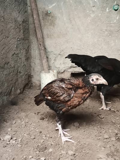 Aseel female Healthy and active Age Almost 3 months