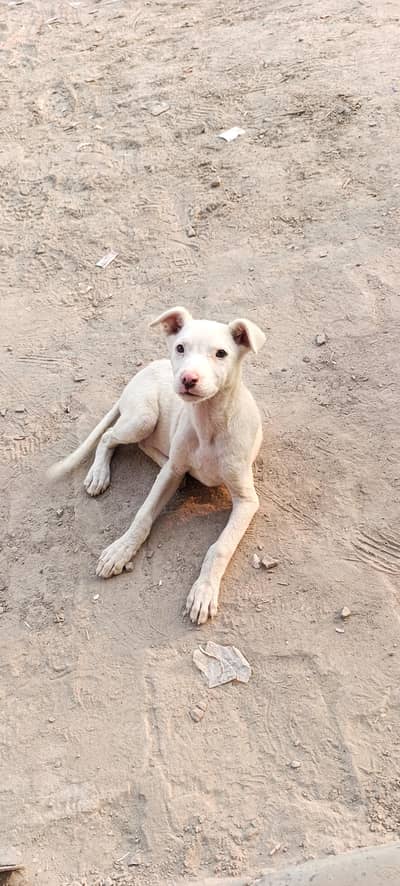 dogesh fifi for sale