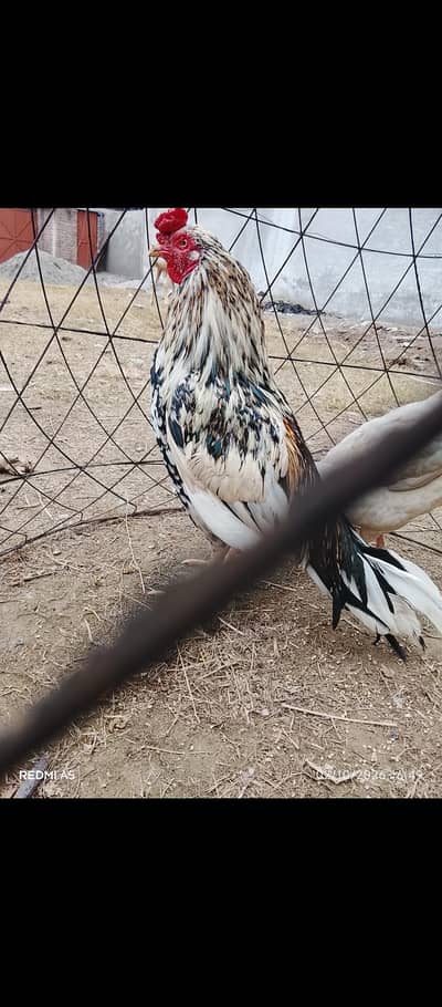 Mianwali zero size aseel pair for sale