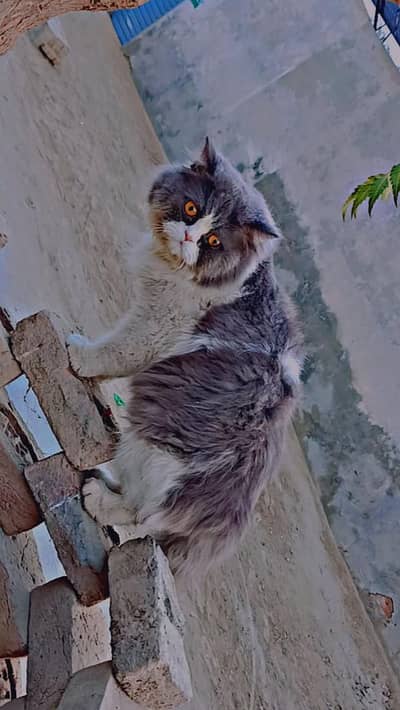 Original Persian Cat ,