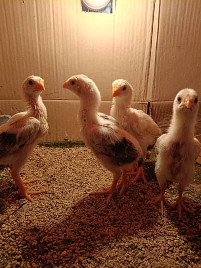 Japanese oh shamoo chicks chozy White and lakha color