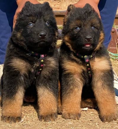 German Shepherd long coat pair Age 2 month for sale