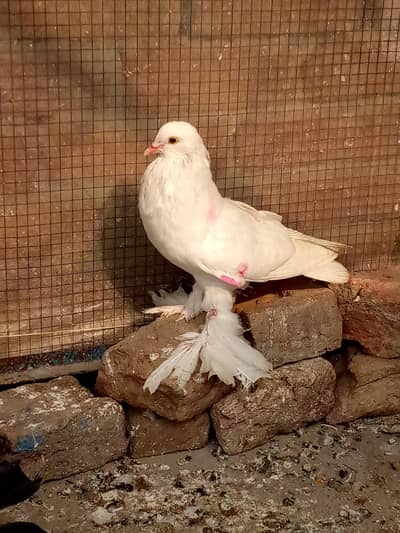 White pamorien male pouter+black tale