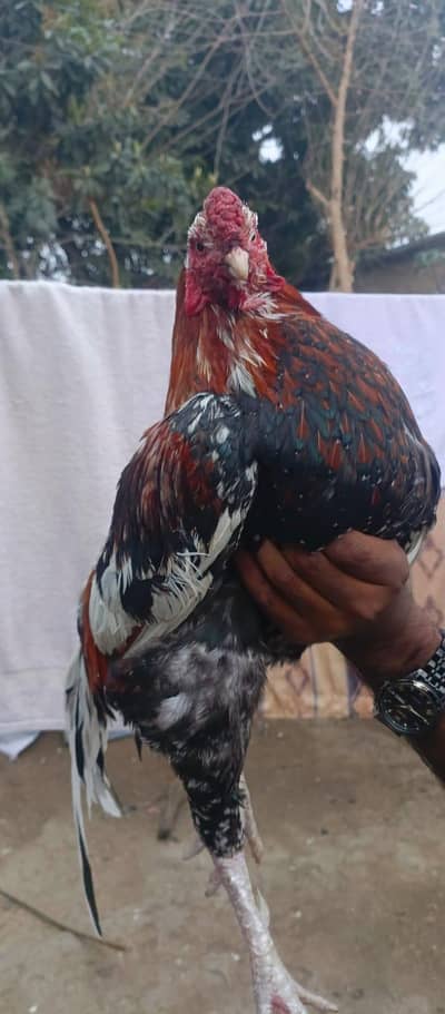 Aseel murga for sale