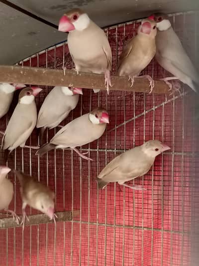 White Java Fawn Java  Albino red eys Java selvar Java Available