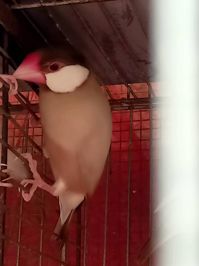 White Java Fawn Java  Albino red eys Java selvar Java Available 1