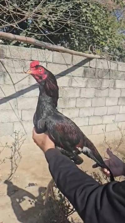 muska laka forsale 0312.9325927