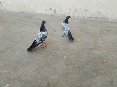 buhat achi nasal k h