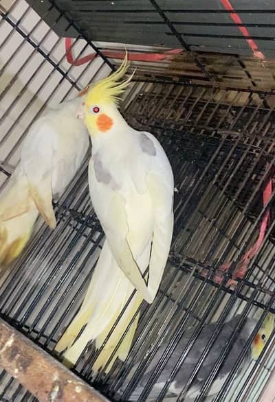 Cocktail 2 breeder males available
