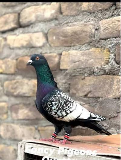 need female pigeon or pair