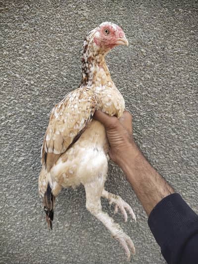 ZERO SIZE QUEEN FACE PESHAWARI MADI WHATSAPP NO 03168035881