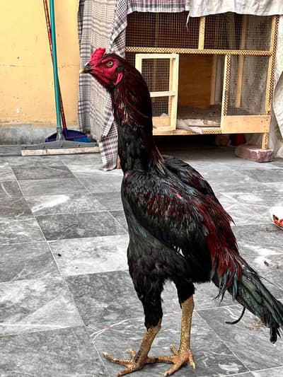 kamaliya blood line. . . choras nose. . . long height